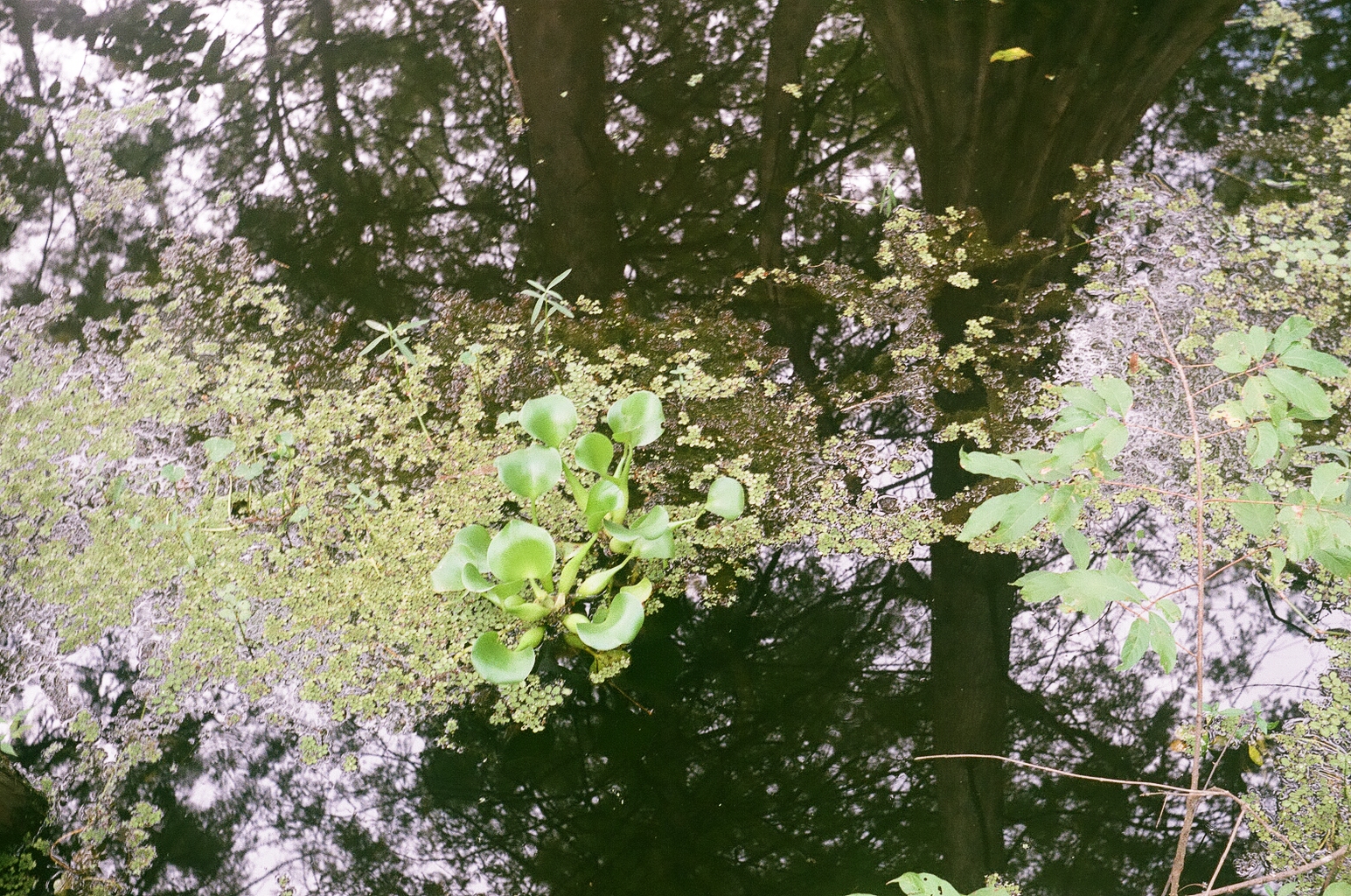 Reflections of cypress, plants in the water