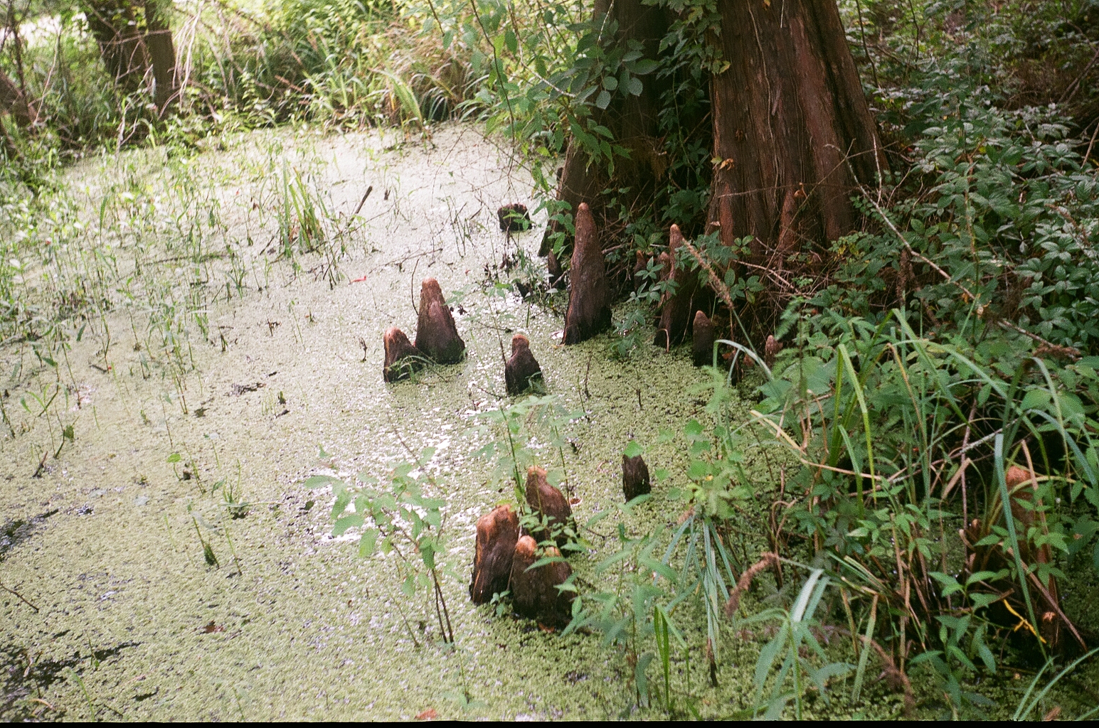 Cypress knees emerging from green water