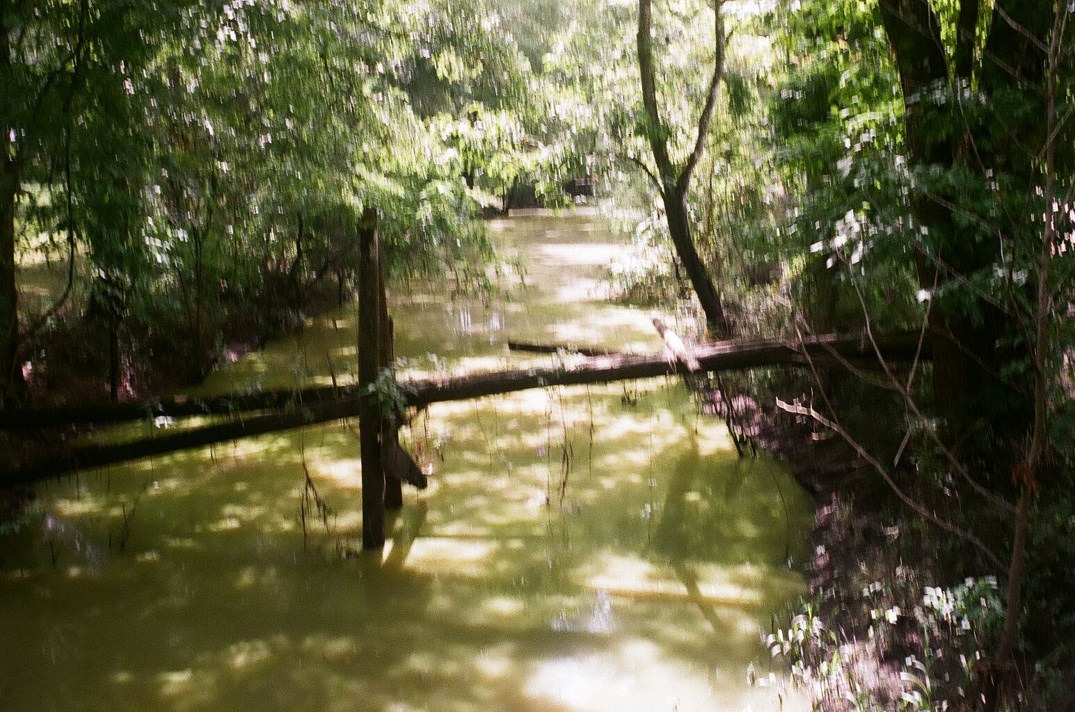 A log felled across the bayou