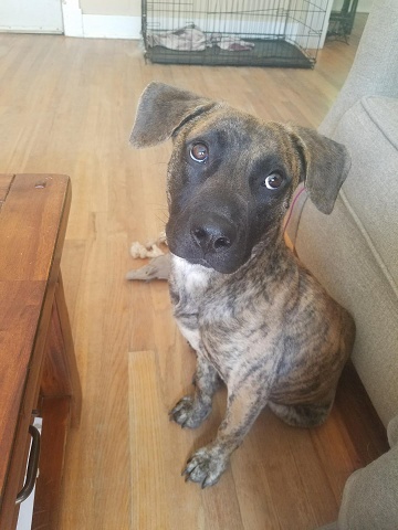 Odin-couch