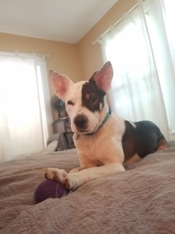 Stella-bed