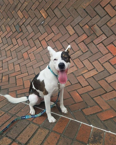 Stella-on-run